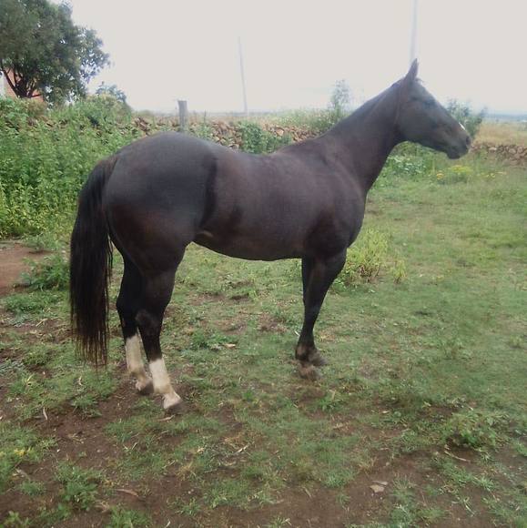 leodecasas99